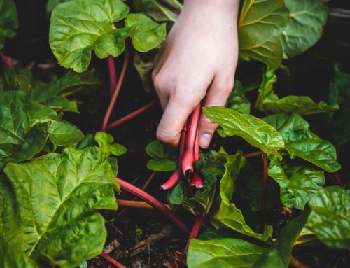 Pourquoi préparer son jardin à l’hivernage ?